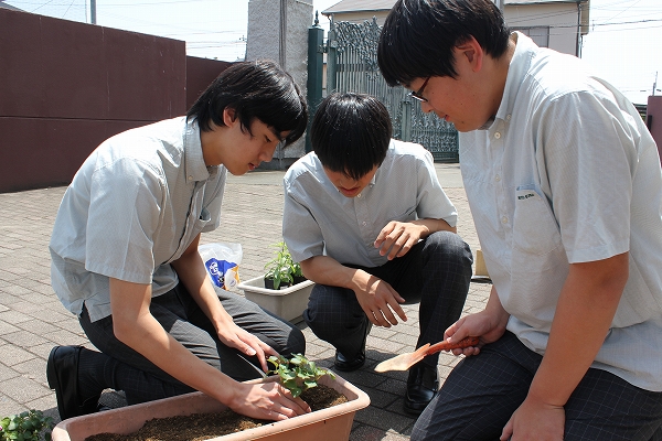 花植えを行いました。【委員会活動】